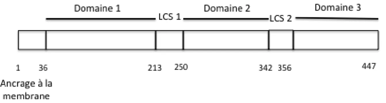 Figure	 8:	 Représentation	 schématique	 de	 la	 protéine	 NS4B.	 La	 protéine	 NS4B	 est	