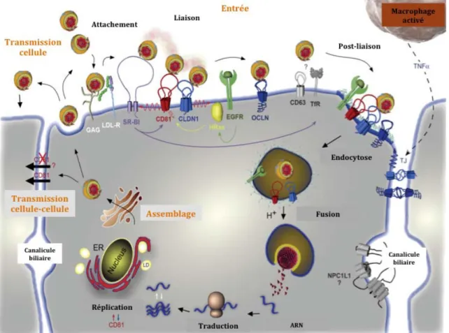 Figure	11:	Cycle	viral	du	VHC.	Le	VHC	initie	son	infection	dans	les	hépatocytes	par	une	