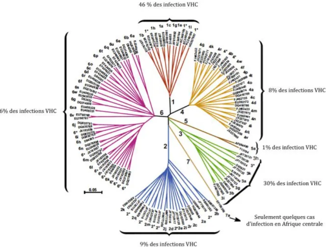 Figure	 16	:	 Répartition	 des	 différents	 génotypes	 et	 sous‐types	 du	 VHC	 (D’après	