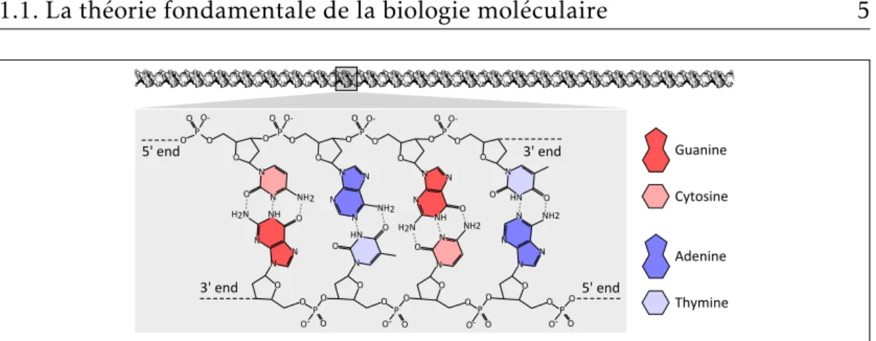 Figure 1.1 – Structure de l’ADN. La double hélice d’ADN est composée de deux brins. Chaque brin est un assemblage linéaire de nucléotides (Guanine, Cytosine Adénine, Thymine)