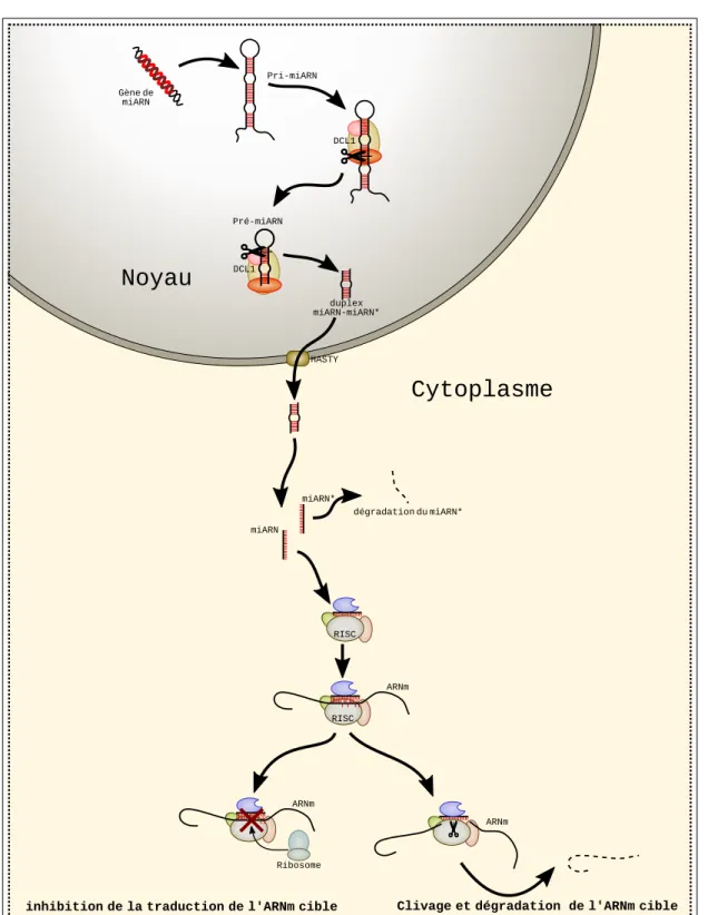 Figure 1.4 – Biogenèse des miARN et mode de silencing d’un ARNm cible dans le modèle végétal.