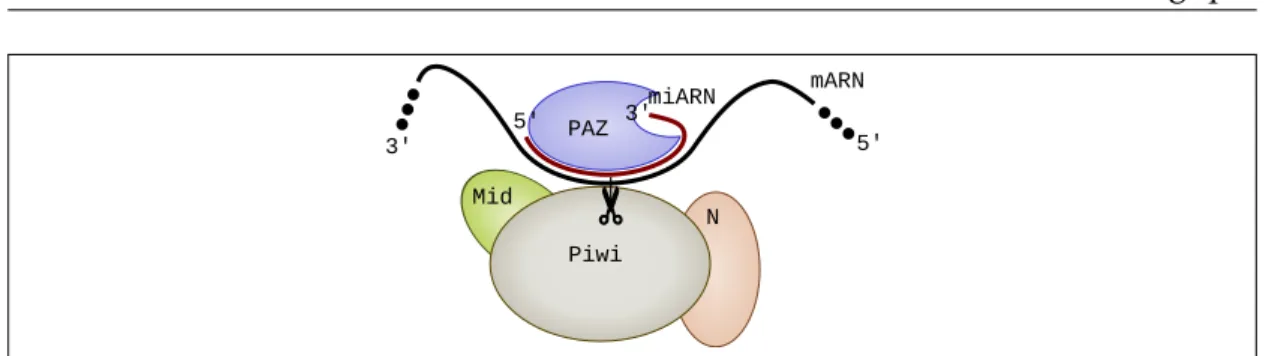 Figure 1.5 – Vue schématique de l’interaction du miARN avec sa cible dans le complexe RISC
