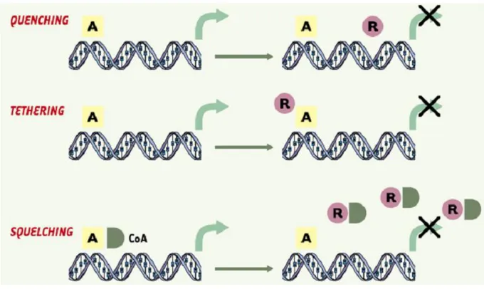 Figure 13 : Les différents mécanismes de trans-repression.   A : facteur de transcription, R : récepteur nucléaire, CoA : coactivateur,  