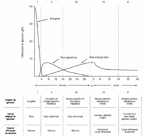 Figure 20: Utilisation du glucose en fonction du temps dans les cinq étapes de la progression du statut  nutritionnel de l’organisme  (D’après (Stipanuk, 2012))