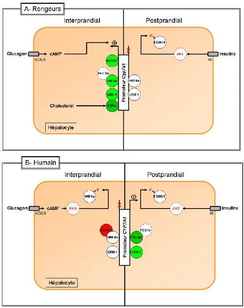 Figure 25: Régulation de l’activation de la synthèse des ABs selon le statut nutritionnel