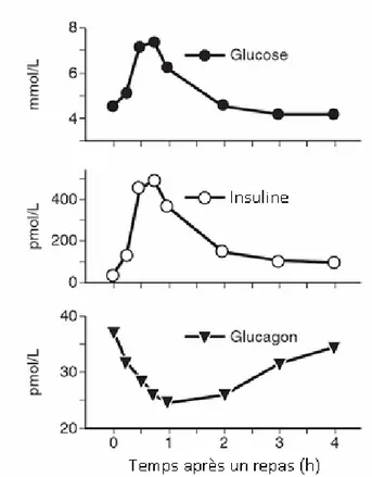 Figure 28: Evolution, chez l’homme, des concentrations plasmatiques en glucose, en insuline et en  glucagon après un repas