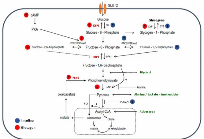 Figure 29 : Régulation du stockage et de la production hépatique de glucose.  Cercles rouges actions du glucagon