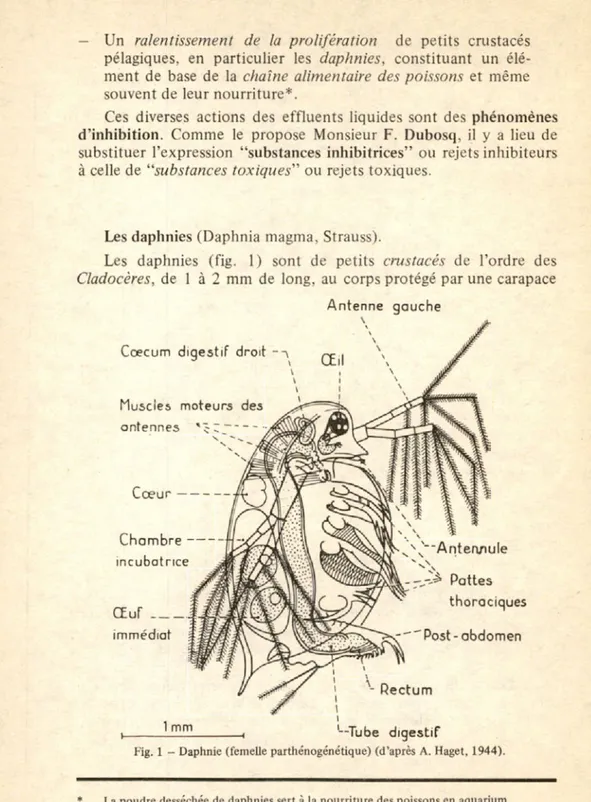 Fig.  1  -   Daphnie  (femelle  parthénogénétique)  (d ’après  A.  Haget,  1944). La poudre  desséchée  de  daphnies sert à la n ourriture des poissons en  aquarium .