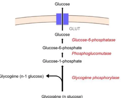 Figure 1. Voie de la glycogénolyse