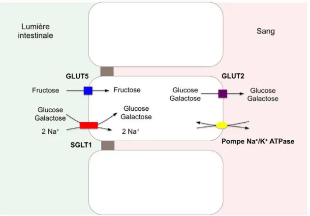 Figure 4. Absorption des sucres par les enterocytes