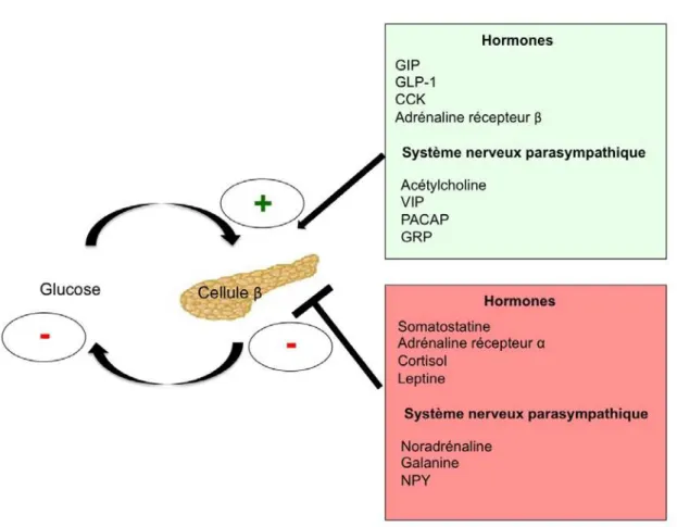 Figure  9.  Principaux facteurs hormonaux  et nerveux de contrôle de la sécrétion d’insuline