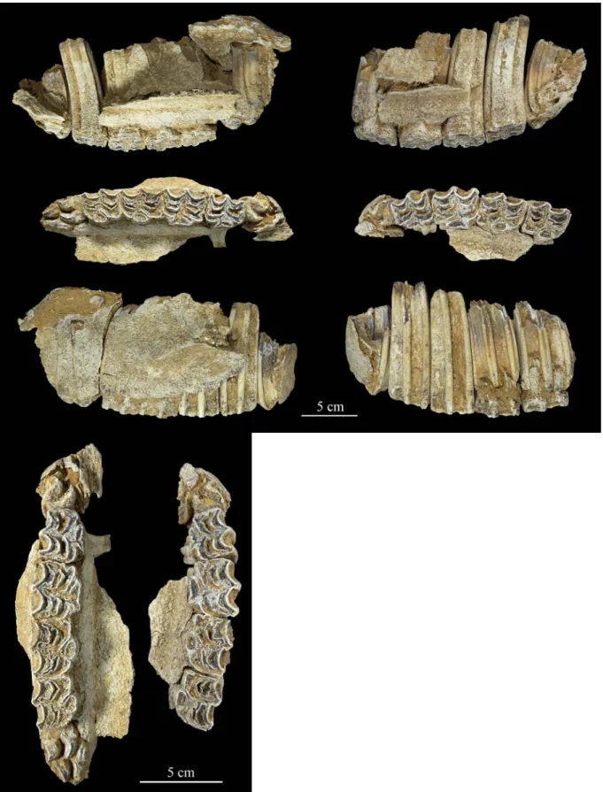 Figure 9 : Quincieux – Maxillaires gauches et droites de cheval (niveau médian, 1103),  portant les séries gauches fonctionnelles D3 à D4, M1 à M3 et les P2 à P4 non fonctionnelles,  et les séries droites D3 à D4, M1 à M3 et P3 à P4