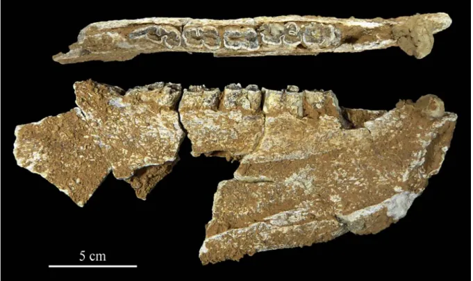 Figure 11 : Quincieux – Hémi-mandibule droite de cheval (niveau supérieur, 760) portant la  série P3 à M3