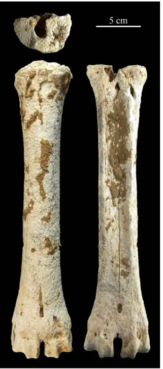 Figure 15 : Quincieux – Métacarpien droit de mégacéros (niveau inférieur, 2494). Vue  proximale en haut, vue dorsale à gauche, vue palmaire à droite (photos : N