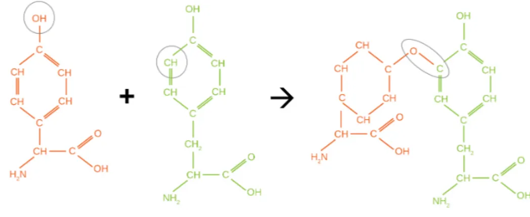 Figure 1.6: Exemple de liaison effectuée au sein d’un cycle benzène