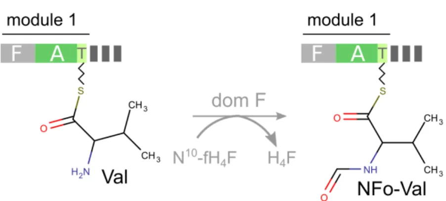 Figure 1.14: Formylation d’un monomère par un domaine F