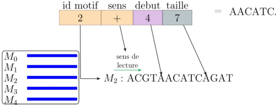 Figure 3.2 : Une boite normale BN(2, +, 4, 7) codant la séquence AACATCA. Elle provient du motif M 2 que l’on lit de gauche à droite en commençant à