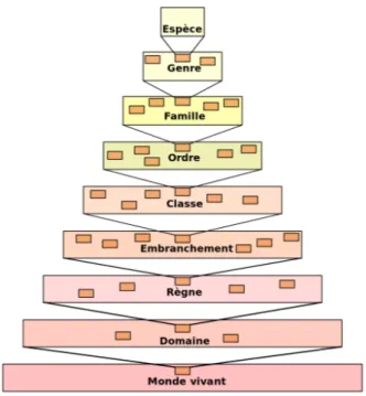 Figure 1.4 – Hiérarchie du vivant selon la classification classique 2