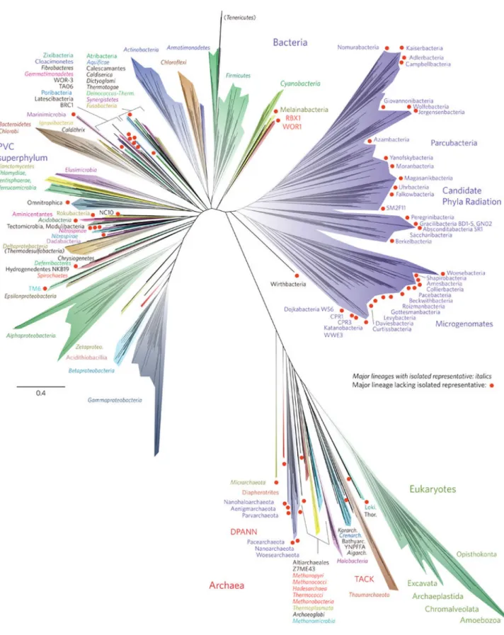 Figure 1.5 – Une vision récente de l’arbre du vivant [ 34 ]. La phylogénie présente une grande partie de la diversité connue et mentionne les noms des clades principaux les plus divergés