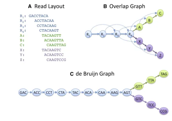 Figure 2.5 – Différences entre un graphe de chevauchement et un graphe de De Bruijn pour l’assemblage [ 80 ]