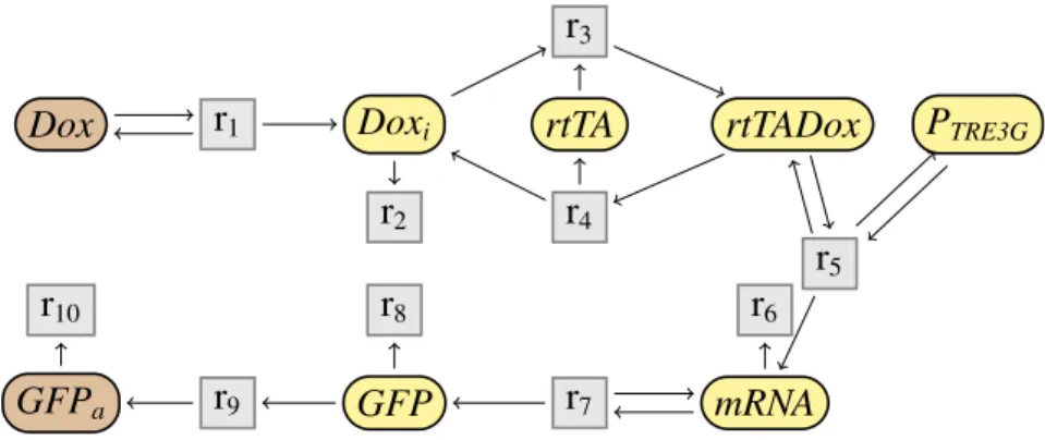 Fig 1.10: Réseau simplifié du système Tet-On.