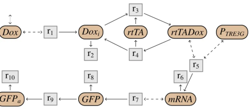 Fig 2.7: Graphe du système Tet-On.