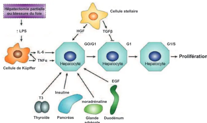 Figure  11  Mécanisme  d’action  de  la  régénération  du  foie  après  une  hépatectomie  partielle  ou  des  dommages au foie