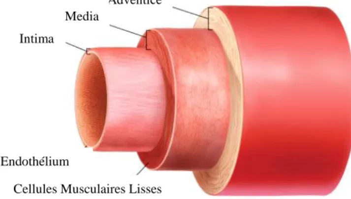 Figure 2. Structure de la paroi artérielle (de www.nap.edu) 