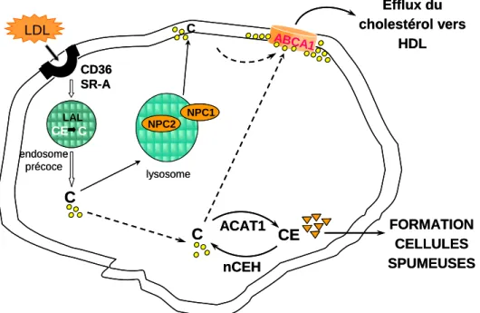Figure 3. Homéostasie du cholestérol des macrophages.  