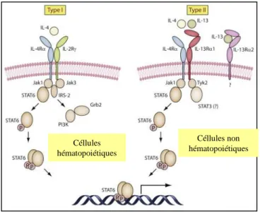 Figure 6. La voie de signalisation de l’IL-4 de Gordon S, Immunity 2010   