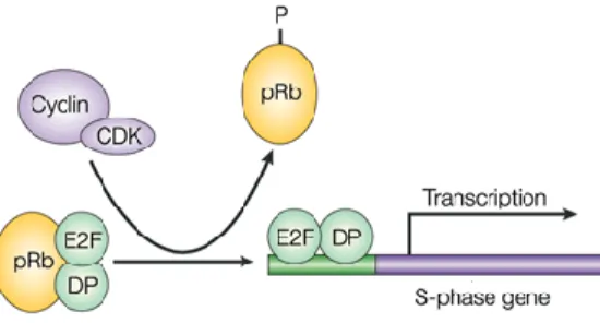 Figure 2 : Régulation de l’activité transcriptionnelle d’E2F1 via la phosphorylation de pRb