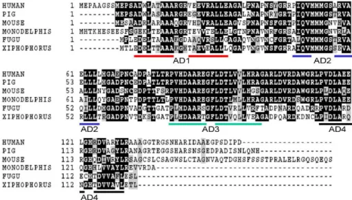 Figure 5: Homologie de séquences peptidiques de p16 INK4a  entre différentes espèces (tiré de Sharpless) (17)