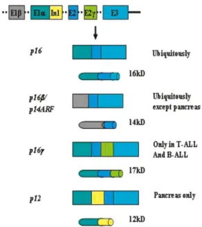 Figure 8: représentation schématique de la structure et des produits du locus INK4a/ARF