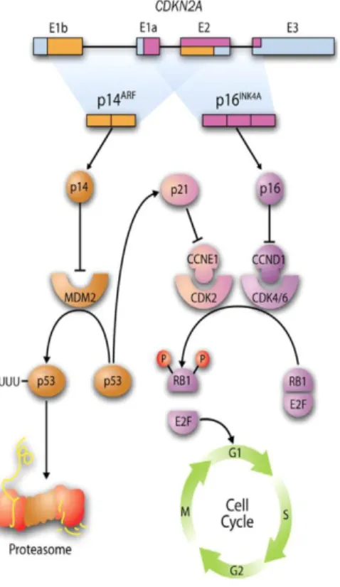 Figure 14 : Contrôle du cycle cellulaire par le locus CDKN2A  tiré de (Mario Perez-Sayans et al 2011)