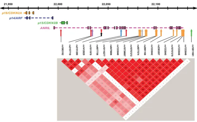 Figure 15: localisation des 18 SNP du locus 9p21.3 utilisés dans les études GWAS. 