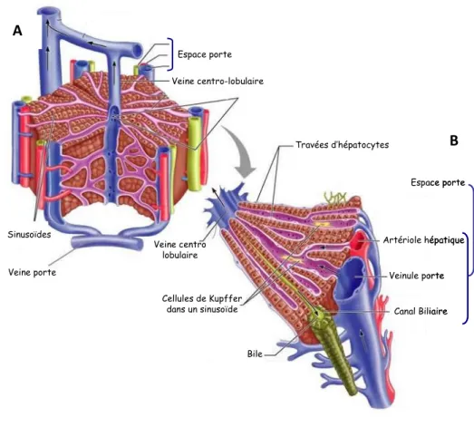 Figure 17 : Anatomie histologique d’un lobule hépatique (adapté de Benjamin Cummings 2011)