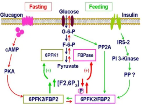 Figure 22 : Régulation nutritionnelle et hormonale de la 6-phosphofructo-2-kinase/fructose-2,6-biphosphatase (111)