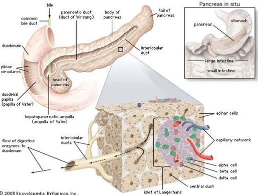 Figure 1 : structure du pancréas. Schéma présentant la localisation anatomique et la 