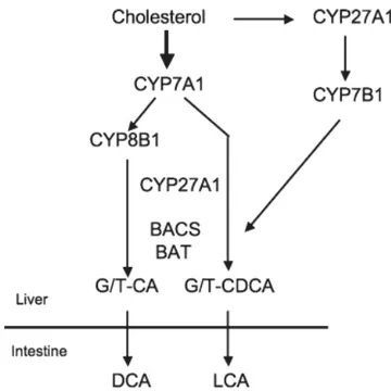 Figure 5 : les voies classique et alternative de la synthèse des acides biliaires. Le cholesterol est transformé 