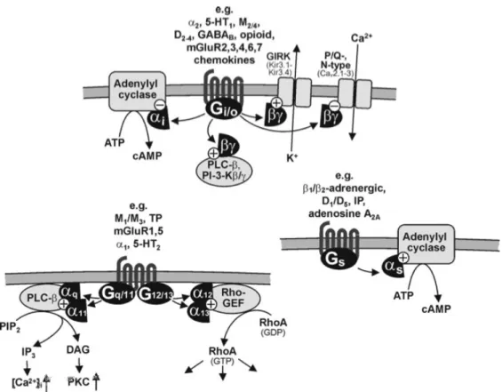 Figure 7 :  principales voies de signalisations induites par les récepteurs couplés à des protéines Gi/o, 