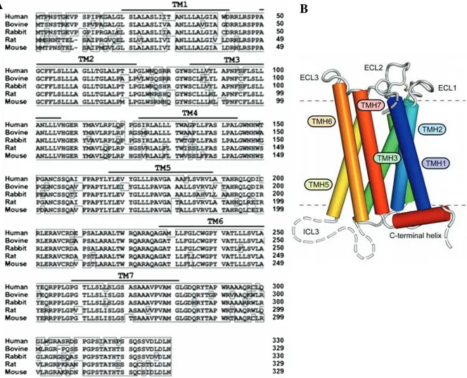 Figure 8 :  structure et conservation de la séquence de la protéine  à 7 domaines transmembranaires, TGR5