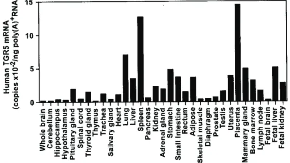 Figure  9  : niveaux et profils  d’expression de l’ARN messager du récepteur TGR5 dans différents 