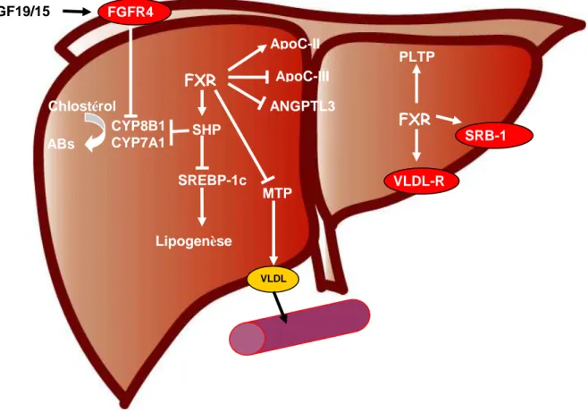 Figure 9 : FXR et le métabolisme des lipides 
