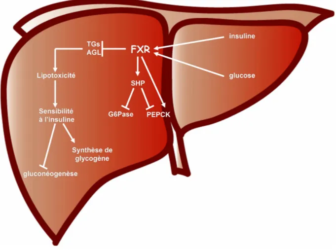 Figure 10 : FXR et le métabolisme du glucose 