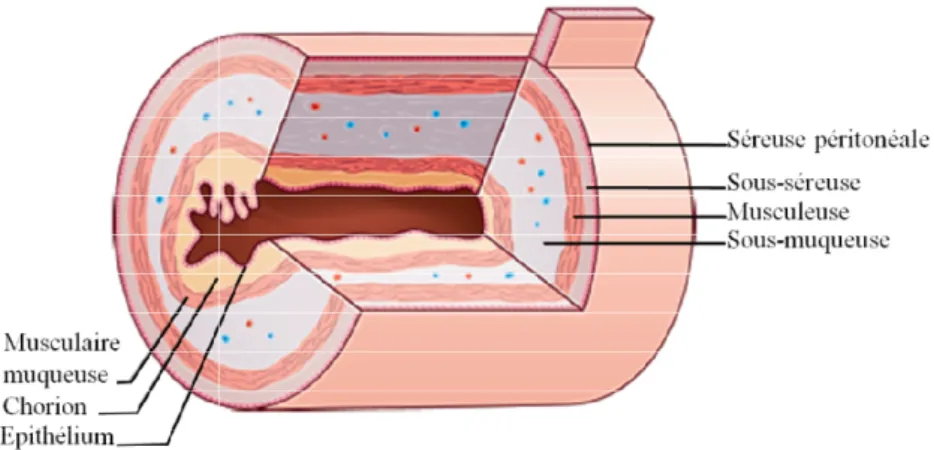 Figure 2 : Structure de la paroi digestive 