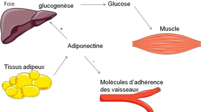 Figure 11 : Adiponectine et homéostasie glucidique. L’adiponectine, produite par le tissu  adipeux, joue un rôle dans le taux de glucose nécessaire aux muscles lors d’un effort et est  capable d’inhiber les molécules d’adhérence tapissant les parois des va