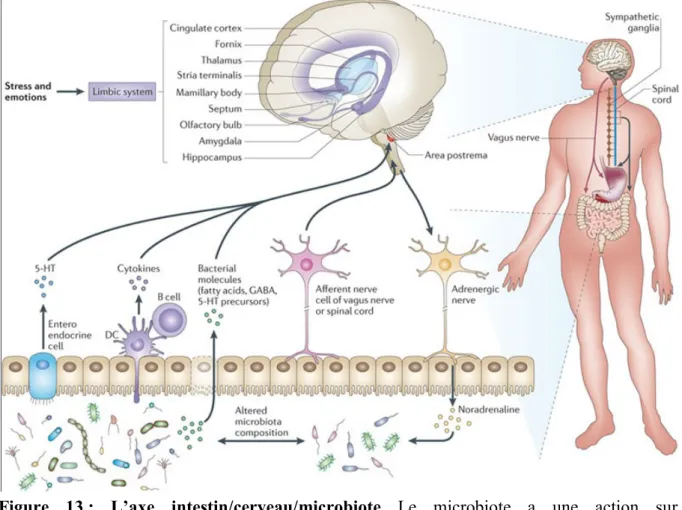 Figure  13 :  L’axe  intestin/cerveau/microbiote  Le  microbiote  a  une  action  sur  l’hypothalamus via les voies neurale (neurotransmetteurs : dopamine, sérotonine), endocrine  (peptides  entéro-endocrines),  immunologique  (cytokines)  et  métabolique 