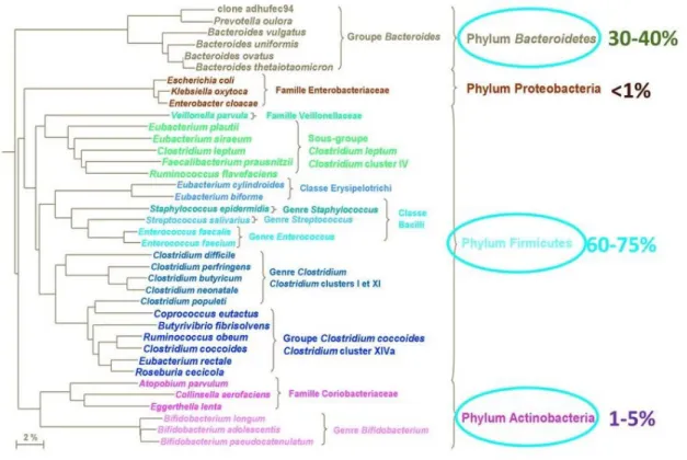 Figure  14 :  Représentation  schématique  de  l’arbre  phylogénétique  montrant  la  composition du microbiote intestinal (source : google image)