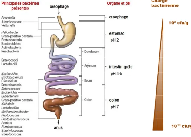 Figure  15 :  Distribution  des  différentes  espèces  bactériennes  présente digestif chez l’homme adulte.