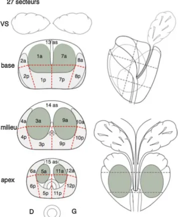 Figure 1 – Schéma de prostate en 27 secteurs pour l’interprétation standardisée de l’IRM et la réalisation des 